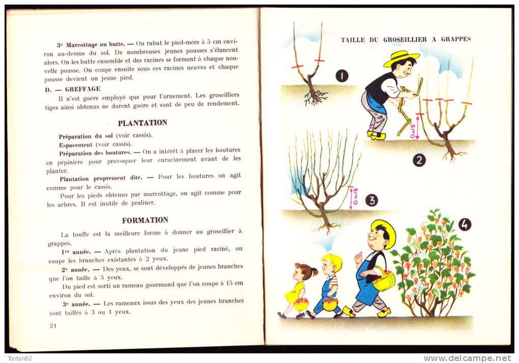 Collection " Aux 4 Vents "  / " Le Livre Qui Rapporte " - Les Arbustes à Petits Fruits - Flammarion - ( 1956 ) . - Giardinaggio