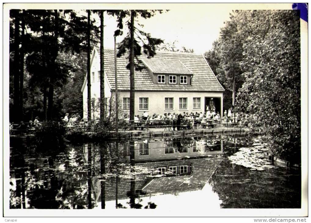 AK Schmiedefeld, Im Naturpark, Ung, 1960 - Schmiedefeld