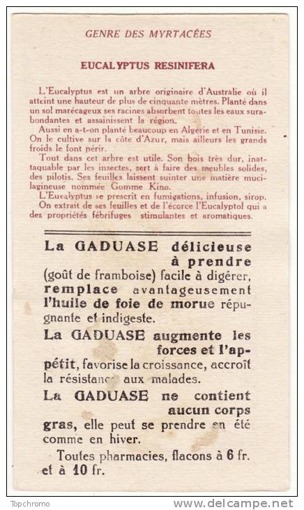 Chromo La Gaduase Les Plantes Médicinales Eucalyptus Genre Des Myrtacées Eucalyptus Resinefera - Otros & Sin Clasificación