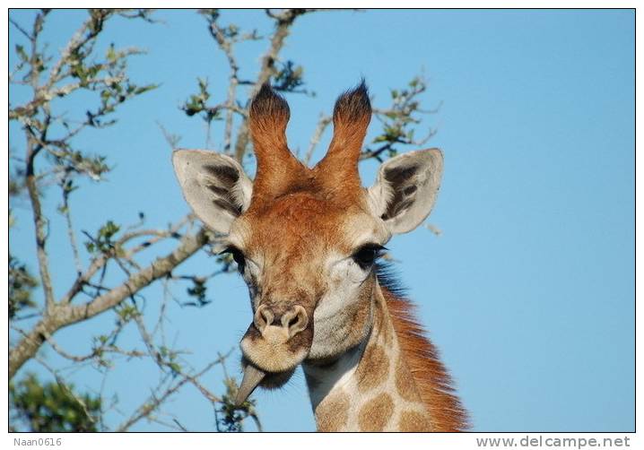 [NZ04-003  ]  Camelopardalis Giraffe  Girafe , Postal Stationery -Articles Postaux -- Postsache F - Girafes