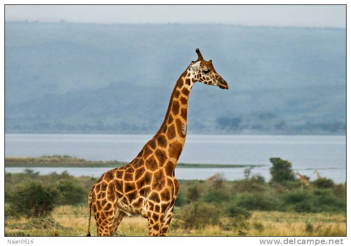 [NZ04-008  ]  Camelopardalis Giraffe  Girafe , Postal Stationery -Articles Postaux -- Postsache F - Jirafas