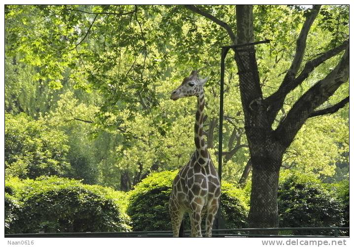 [NZ04-014  ]  Camelopardalis Giraffe  Girafe , Postal Stationery -Articles Postaux -- Postsache F - Giraffes