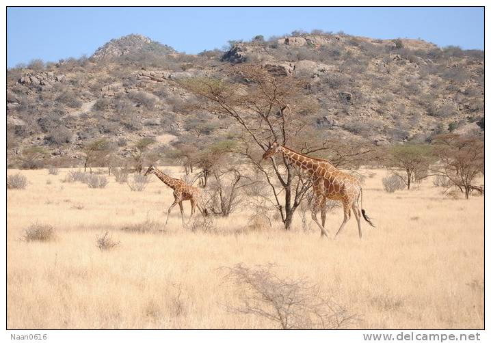 [NZ04-021  ]  Camelopardalis Giraffe  Girafe , Postal Stationery -Articles Postaux -- Postsache F - Giraffen