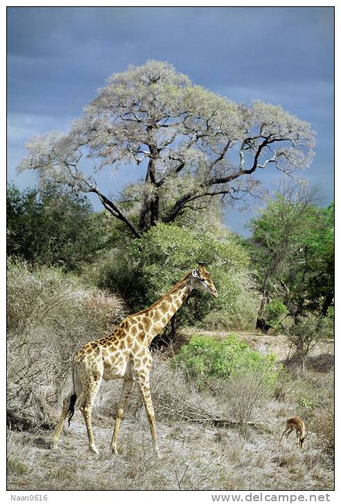 [NZ04-052   ]  Camelopardalis Giraffe  Girafe , Postal Stationery -Articles Postaux -- Postsache F - Giraffes