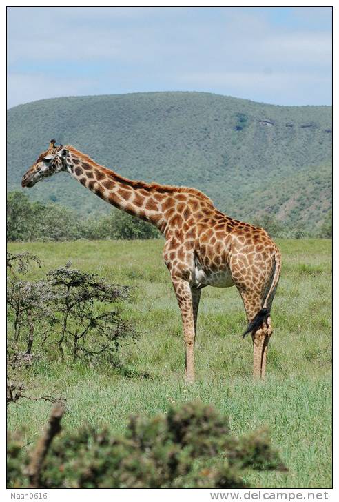 [NZ04-053   ]  Camelopardalis Giraffe  Girafe , Postal Stationery -Articles Postaux -- Postsache F - Giraffes