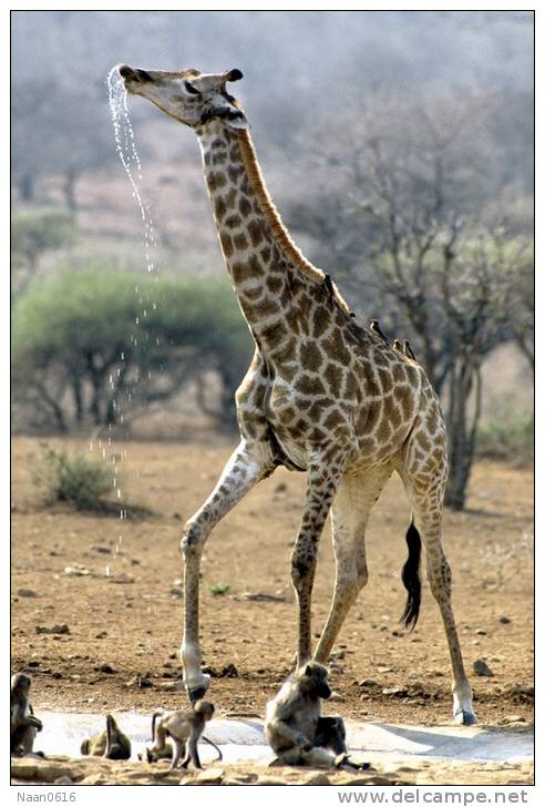 [NZ04-055   ]  Camelopardalis Giraffe  Girafe , Postal Stationery -Articles Postaux -- Postsache F - Giraffes