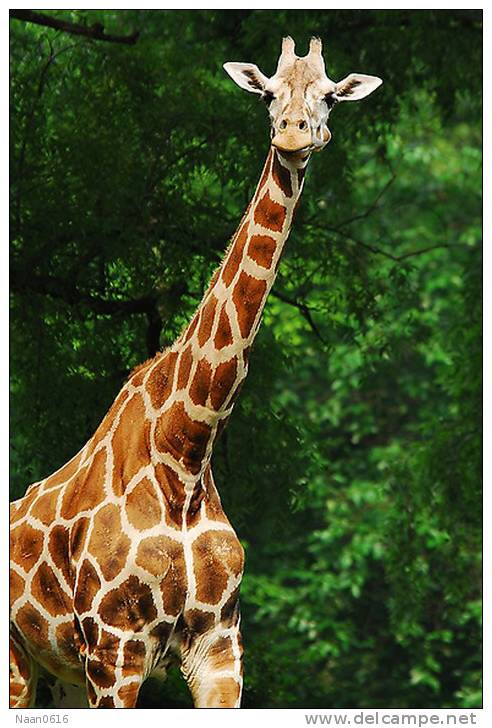 [NZ04-058   ]  Camelopardalis Giraffe  Girafe , Postal Stationery -Articles Postaux -- Postsache F - Jirafas