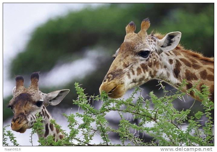 [NZ04-009  ]  Camelopardalis Giraffe  Girafe , Postal Stationery -Articles Postaux -- Postsache F - Jirafas