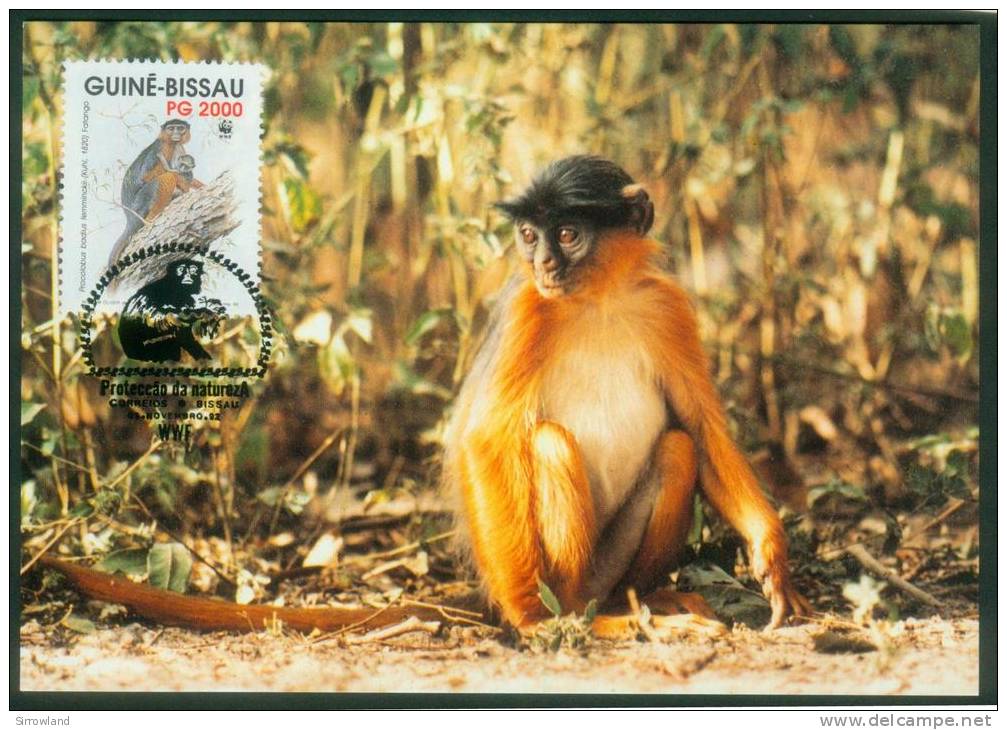 Guinea-Bissau  1992  WWF Fatango-Äffchen  (4 MK  Kpl. )  Mi: 1185-88 (4,00 EUR) - Guinea-Bissau