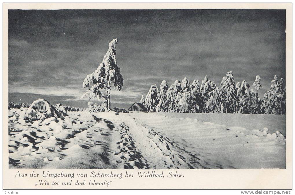 Schömberg, Schwarzw.,  Winterlandschaft, Wie Tot Und Doch Lebendig!, Um 1930 - Schömberg