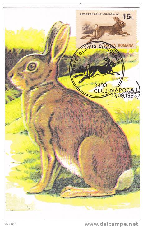 LAPINS,RABBIT, CM, MAXIMUM CARD , MAXI CARD 1993, ROMANIA - Hasen