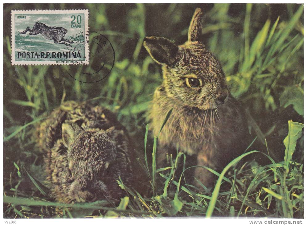 LAPINS RABBIT, CM, MAXIMUM CARD , MAXI CARD 1970!  ROMANIA - Conejos