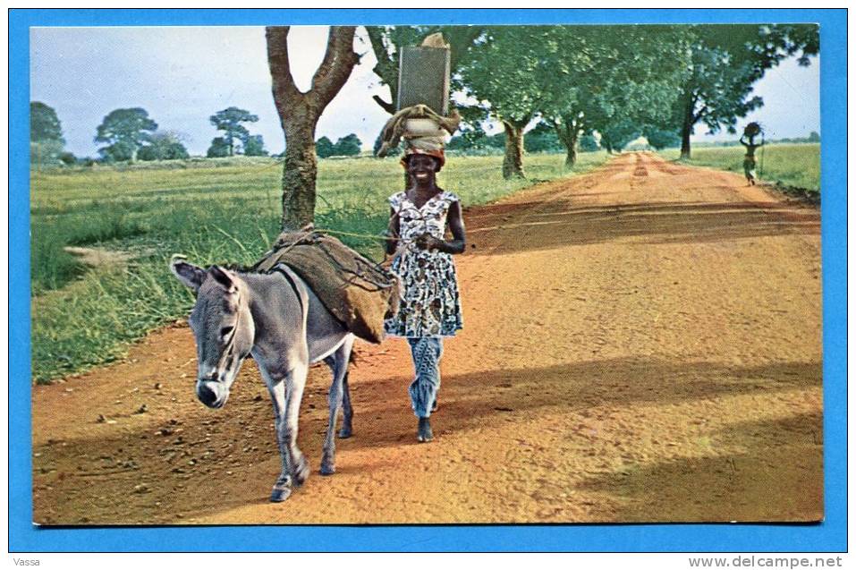 HAUTE - VOLTA. Une Femme S'en Va Au Marché Heureuse De Retrouver Ses Amies. âne , Donkey - Burkina Faso