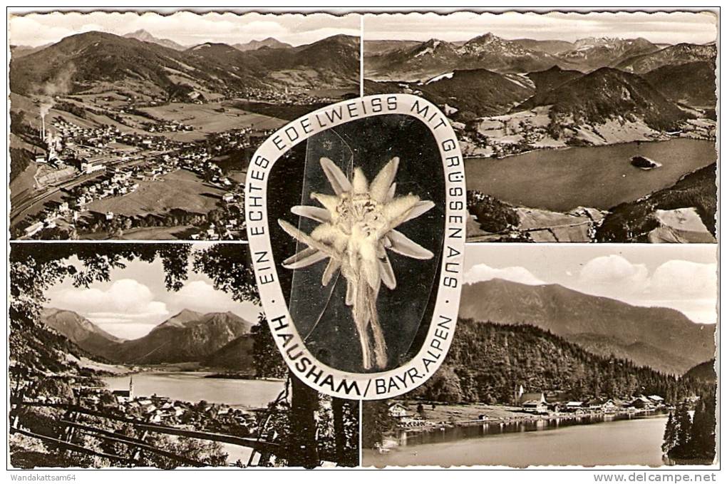 AK 143 EIN ECHTES EDELWEISS MIT GRÜSSEN AUS HAUSHAM/BAYR. ALPEN Mehrbild 4 Bilder Mit 10 Pf EUROPA 1960 Beklebt - Miesbach