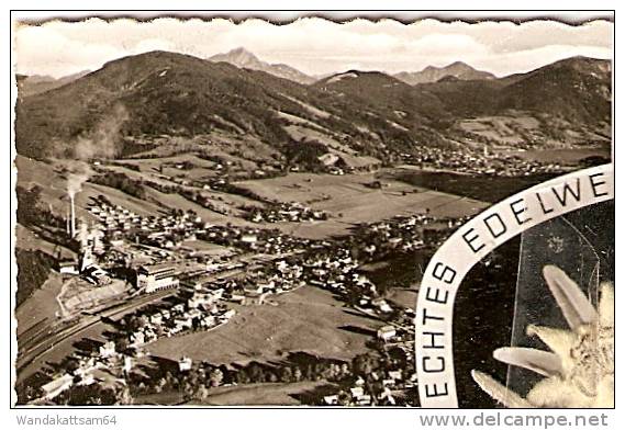 AK 143 EIN ECHTES EDELWEISS MIT GRÜSSEN AUS HAUSHAM/BAYR. ALPEN Mehrbild 4 Bilder Mit 10 Pf EUROPA 1960 Beklebt - Miesbach