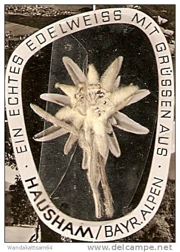 AK 143 EIN ECHTES EDELWEISS MIT GRÜSSEN AUS HAUSHAM/BAYR. ALPEN Mehrbild 4 Bilder Mit 10 Pf EUROPA 1960 Beklebt - Miesbach