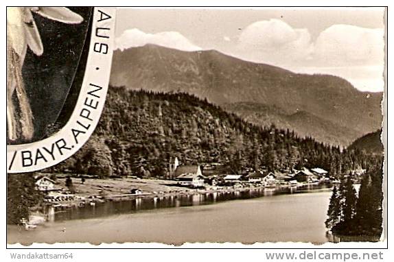 AK 143 EIN ECHTES EDELWEISS MIT GRÜSSEN AUS HAUSHAM/BAYR. ALPEN Mehrbild 4 Bilder mit 10 Pf EUROPA 1960 beklebt