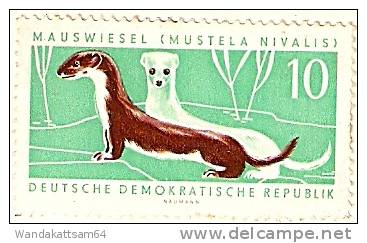 AK 3956 Großbreitenbach/Th.W.-Gru Ndstal Mit Wiegandsmühle Mit 1 X 10 Pf DDR "Mauswiesel (Mustela Nivalis)" Beklebt - Ilmenau