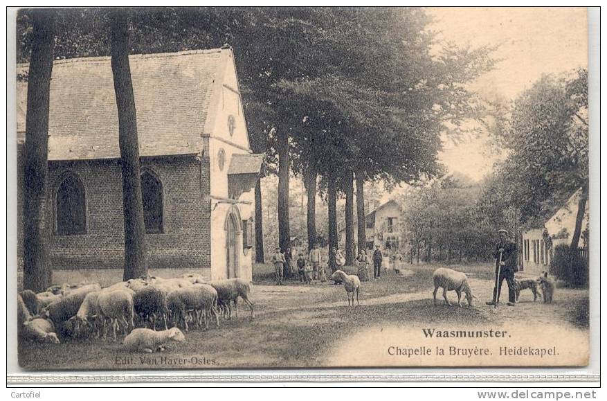 WAASMUNSTER-CHAPELLE LA BRUYERE-HEIDEKAPEL-PRACHTIGE ANIMATIE-SCHAPEN-SCHAAPSHERDER-VERZONDEN-ZEGEL WEG-ZIE 2 SCANS - Waasmunster