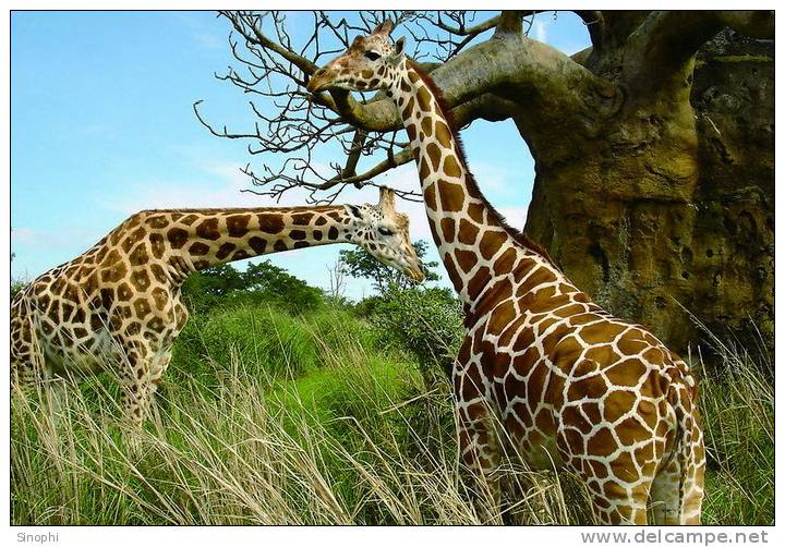 SA31-049  @    Giraffe  , Postal Stationery -Articles Postaux -- Postsache F - Girafes