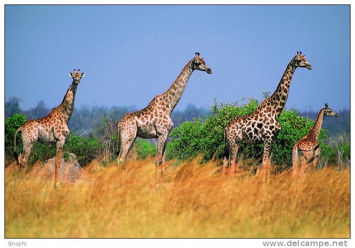 SA31-050  @    Giraffe  , Postal Stationery -Articles Postaux -- Postsache F - Girafes