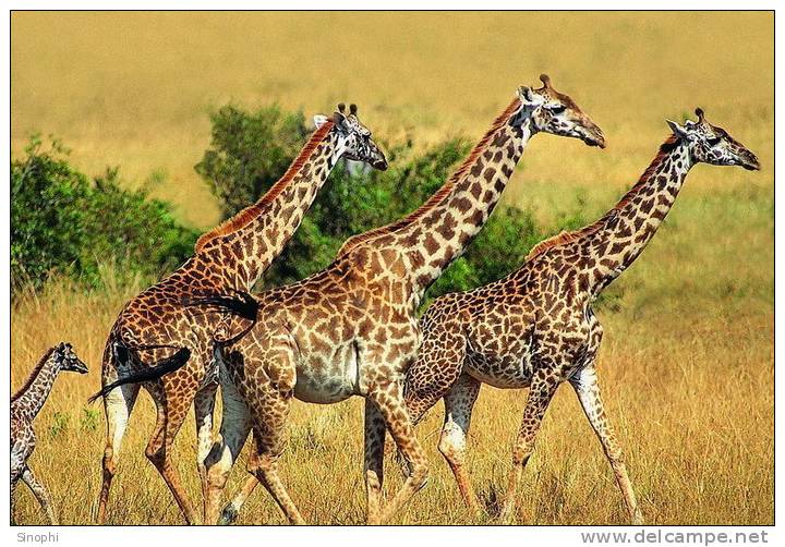 SA31-051  @    Giraffe  , Postal Stationery -Articles Postaux -- Postsache F - Girafes