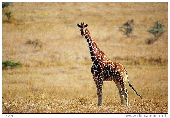 SA31-052  @    Giraffe  , Postal Stationery -Articles Postaux -- Postsache F - Girafes