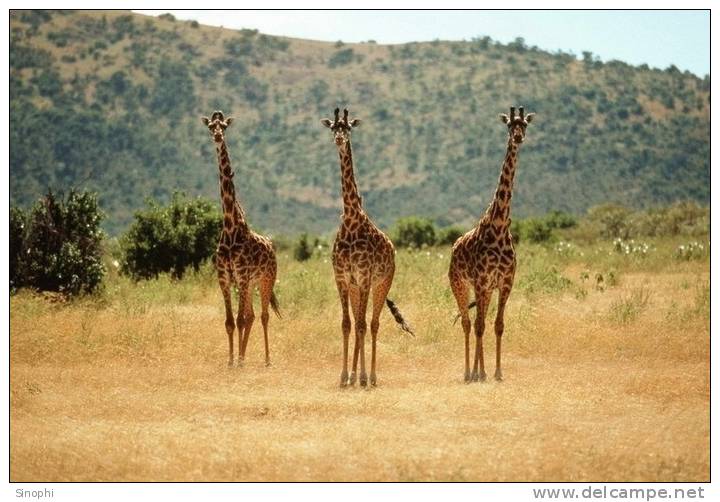 SA31-060  @    Giraffe  , Postal Stationery -Articles Postaux -- Postsache F - Giraffes