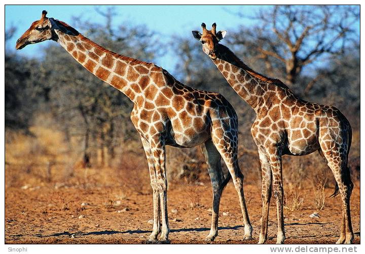 SA31-063  @    Giraffe  , Postal Stationery -Articles Postaux -- Postsache F - Giraffen