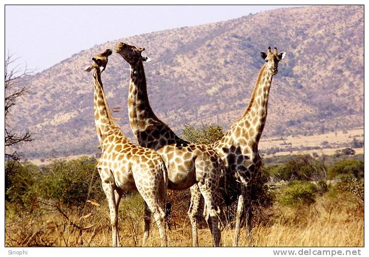 SA31-064  @    Giraffe  , Postal Stationery -Articles Postaux -- Postsache F - Girafes