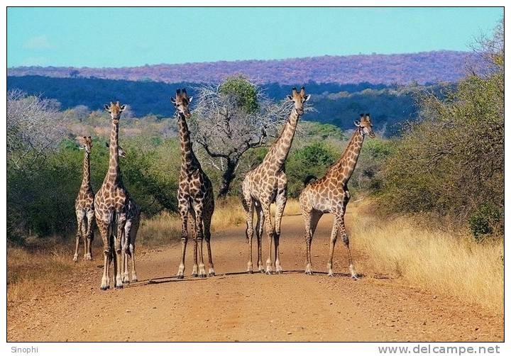 SA31-066  @    Giraffe  , Postal Stationery -Articles Postaux -- Postsache F - Giraffes