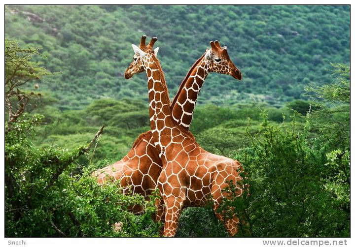 SA31-068  @    Giraffe  , Postal Stationery -Articles Postaux -- Postsache F - Girafes