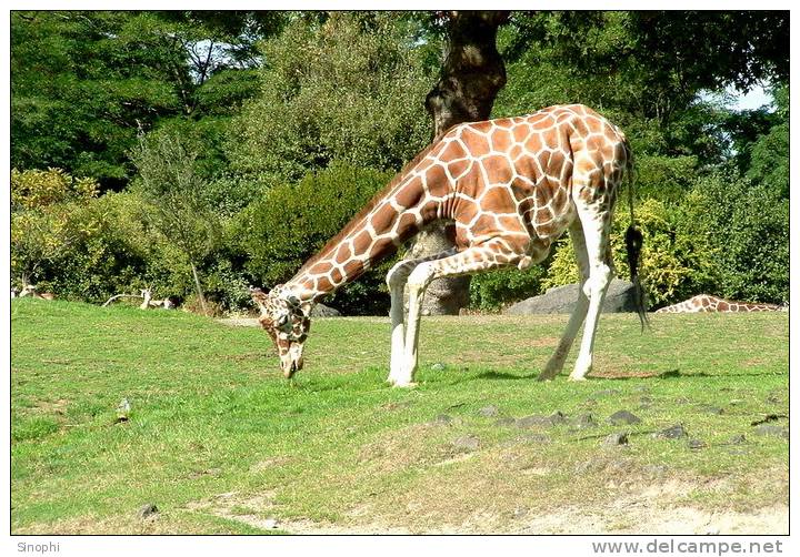 SA31-072  @    Giraffe  , Postal Stationery -Articles Postaux -- Postsache F - Giraffes