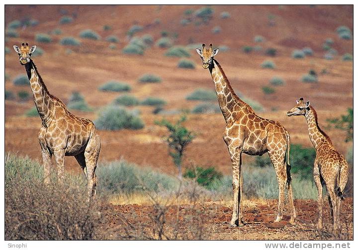 SA31-079  @    Giraffe  , Postal Stationery -Articles Postaux -- Postsache F - Giraffes