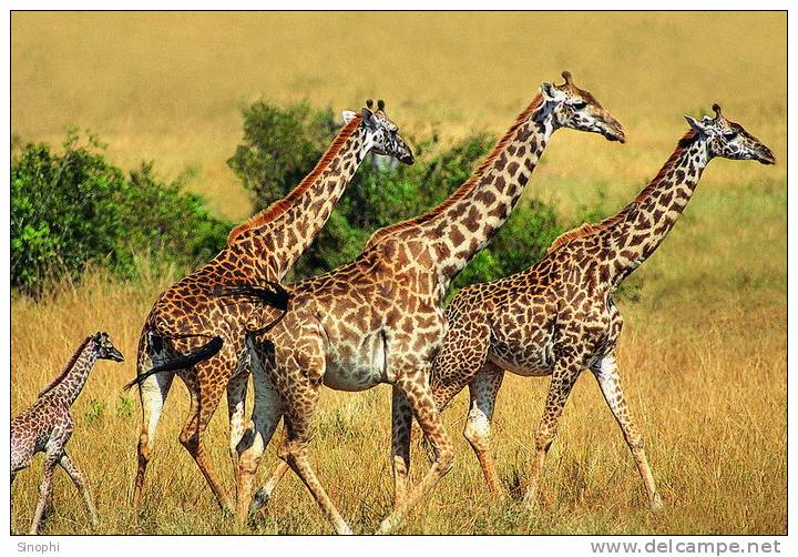 SA31-081  @    Giraffe  , Postal Stationery -Articles Postaux -- Postsache F - Giraffen
