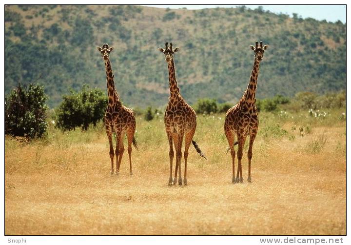 SA31-085  @    Giraffe  , Postal Stationery -Articles Postaux -- Postsache F - Girafes
