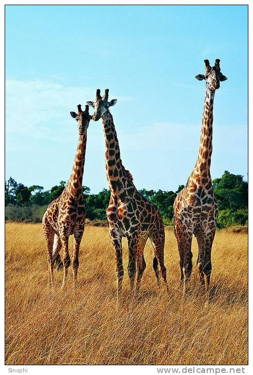 SA31-088  @    Giraffe  , Postal Stationery -Articles Postaux -- Postsache F - Giraffes