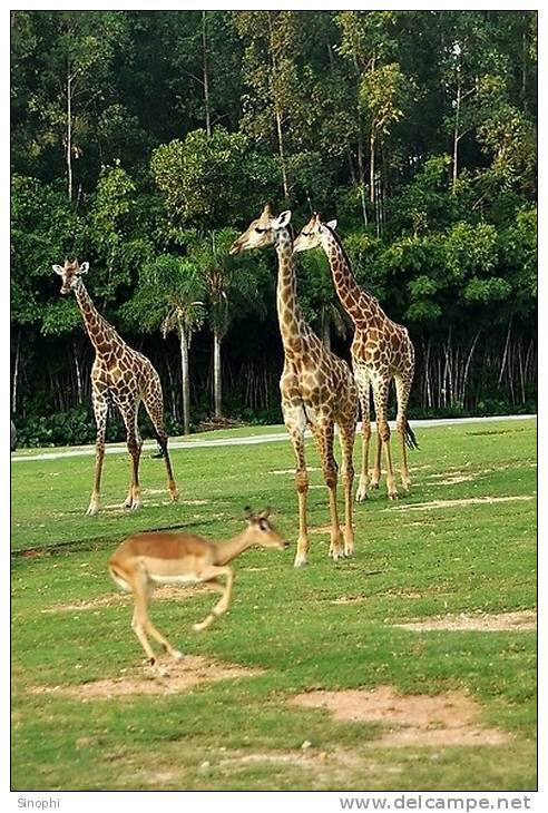 SA31-090  @    Giraffe  , Postal Stationery -Articles Postaux -- Postsache F - Girafes