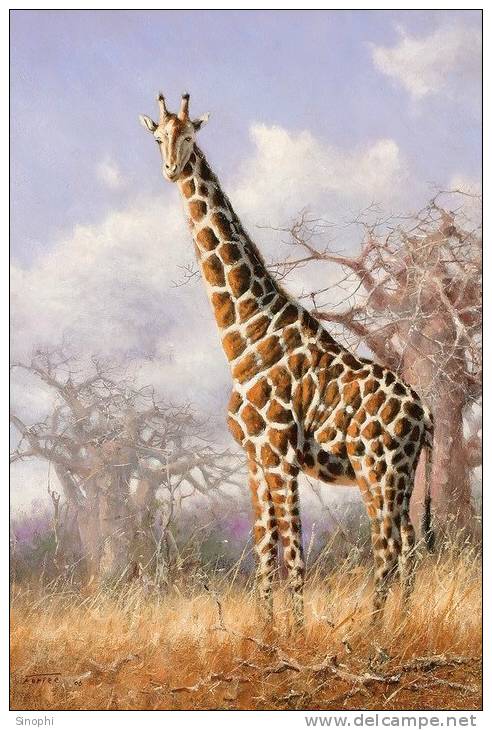 SA31-093  @    Giraffe  , Postal Stationery -Articles Postaux -- Postsache F - Giraffes