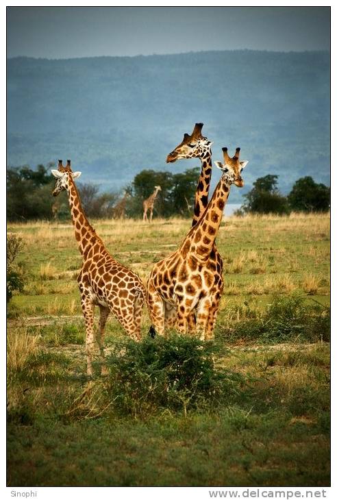 SA31-096  @    Giraffe  , Postal Stationery -Articles Postaux -- Postsache F - Giraffes