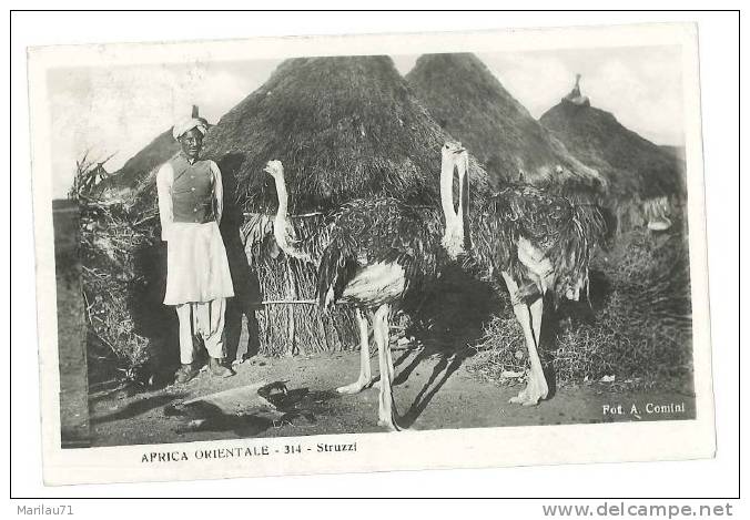 4615 COLONIE AFRICA ORIENTALE ERITREA STRUZZI 1936 VIAGGIATA PM 12 2Oc - Erythrée