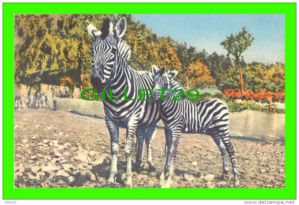 ZEBRAS - ZÈBRES - No 182 - EDITION STEHLI - - Zebras