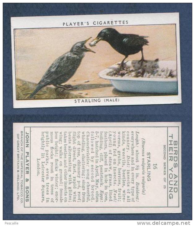 CHROMO PLAYER´S CIGARETTES - BIRDS AND THEIR YOUNG - STARLING FEMALE - ETOURNEAU - Player's