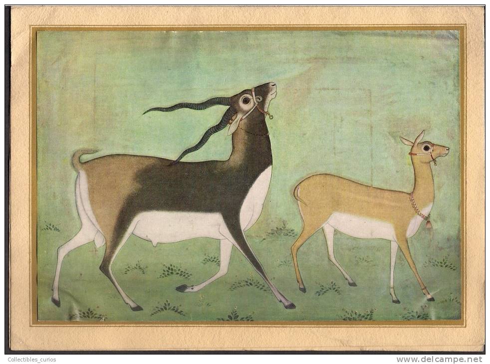 Vintage Black Buck And Doe Vakils Signed Card New Delhi, India - Autres & Non Classés