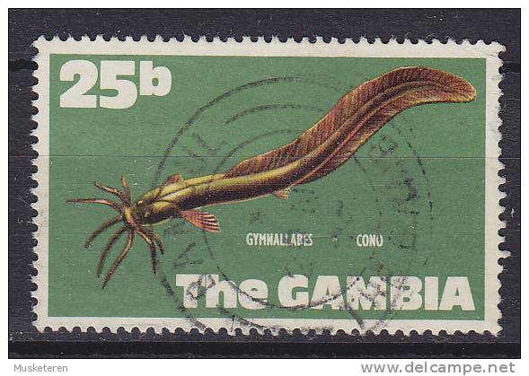 Gambia 1971 Mi. 254     25 B Fisch Fish Aalwels - Gambia (1965-...)