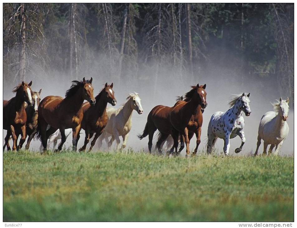 Horses Postcard (15x10 Cm. Aprox.) - Pferde