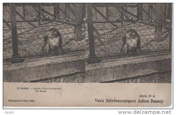 PARIS ( Jardin D' Aclimatation - Un Singe ) - Cartes Stéréoscopiques