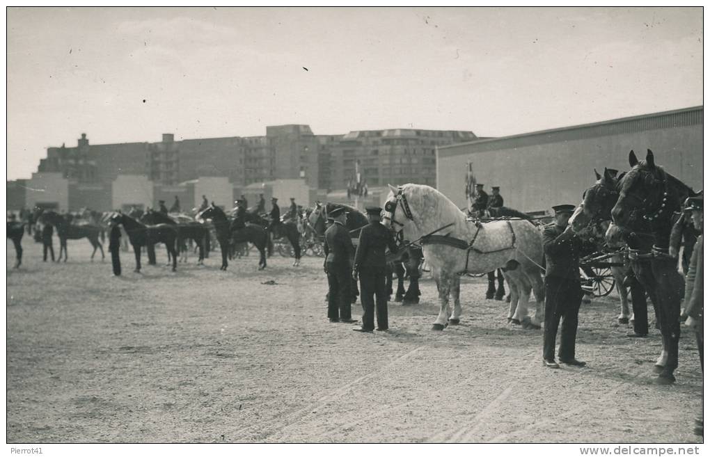 HIPPISME - CHEVAUX - Carte Photo CONCOURS CENTRAL HIPPIQUE DE PARIS - Photo Réalisée Par C. ROBERT - Horse Show