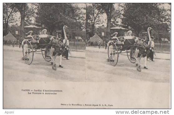 PARIS( Jardind'acclimatation. Voiture A Autruche ) - Cartes Stéréoscopiques