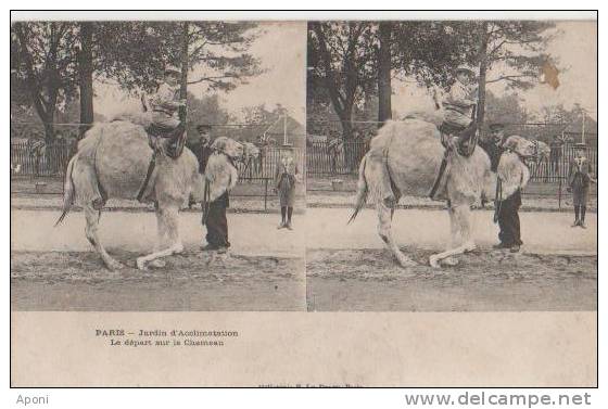 PARIS ( Jardin D'acclimatation.- Le Depart Sur Le Chameau ) - Stereoskopie